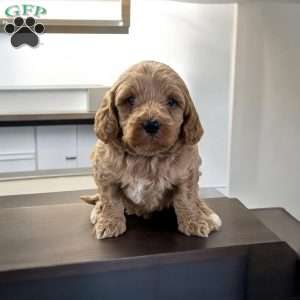 Barkley, Cavapoo Puppy